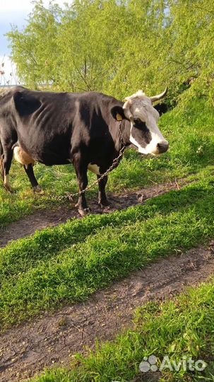 Корова стельная