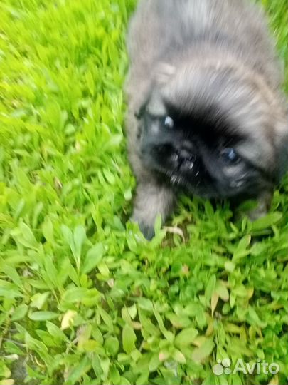 Щенки пекинеса