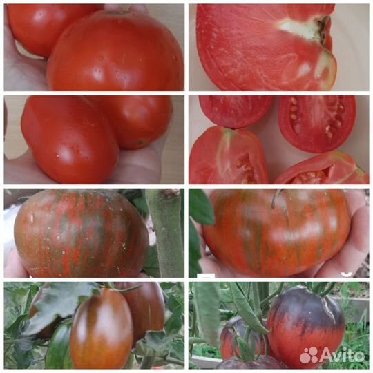 Семена сортовых томатов