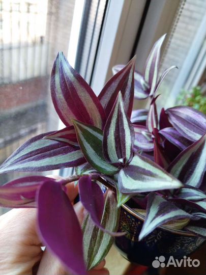 Традесканция зебрина и триколор