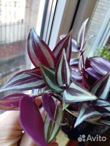 Традесканция зебрина и триколор