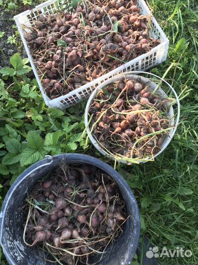 Семейный лук