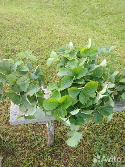 Усы клубники