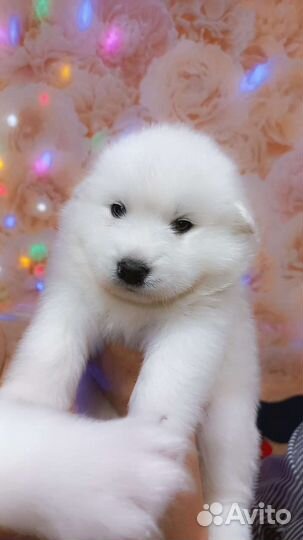 Самоедская лайка