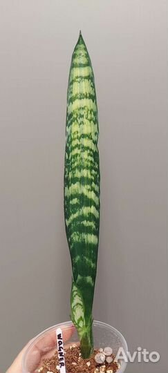 Сансевиерия Wagner