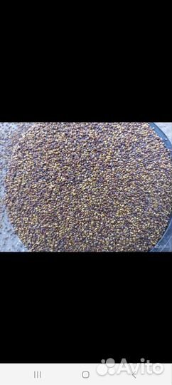 Семена люцерны