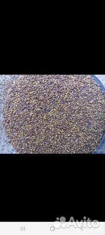 Семена люцерны