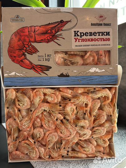 Креветка углохвостая