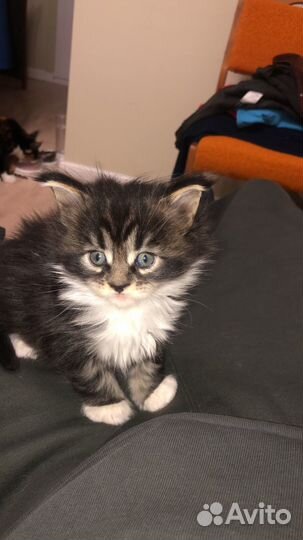 Котята мэйн кун