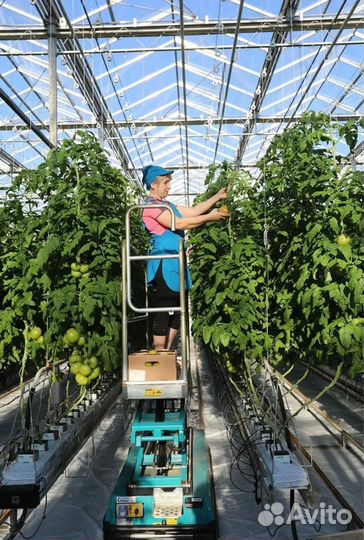 Вахта в теплицы/сборщики овощей