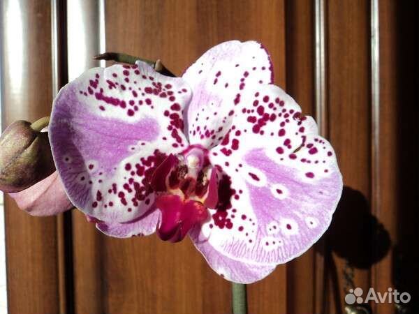 Орхидея