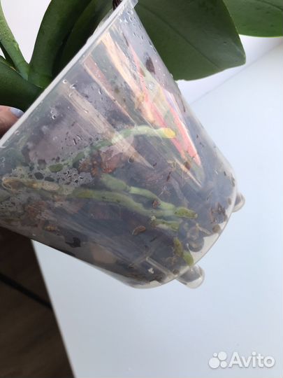 Орхидея фаленопсис белая