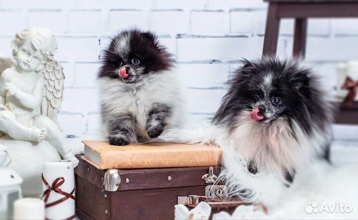 Собаки скор доки обмен актировки Спб