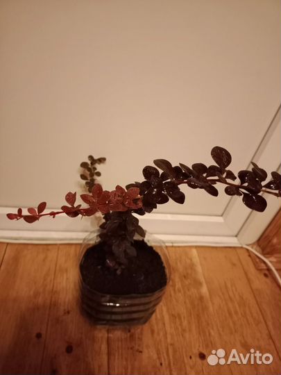 Барбарис Тунберга Дартс Ред Леди