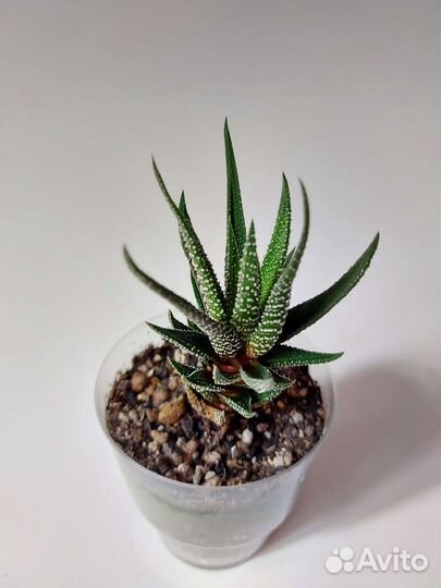 Разные комнатные цветы