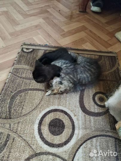 Кошки в добрые руки бесплатно