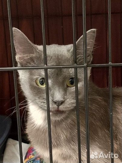 Кошка, выпуск на улицу