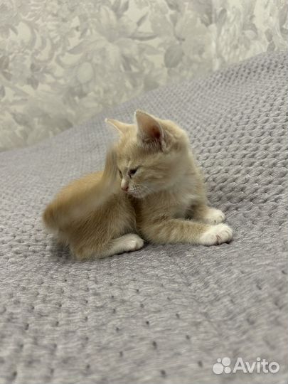 Котенок