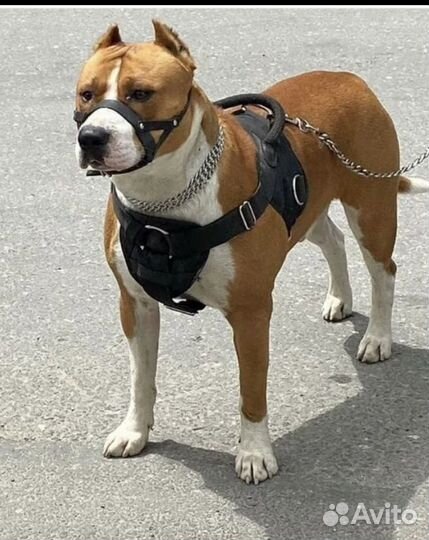 Щенки стаффа