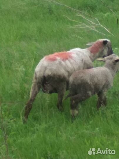 Овца и ягненок,и баранчик