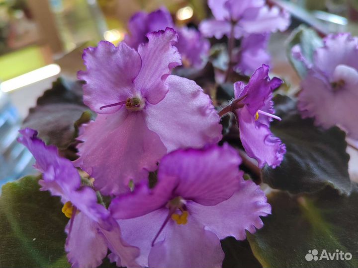 Свежий срез черенков сортовых фиалок набором