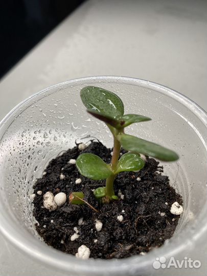 Денежное дерево или толстянка или крассула