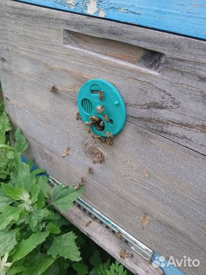 Продается пасека