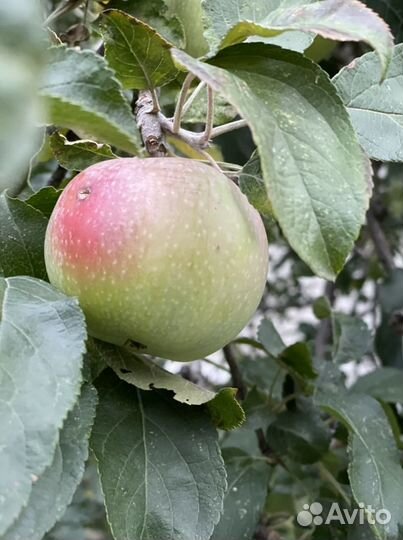 Яблоки падальцы бесплатно