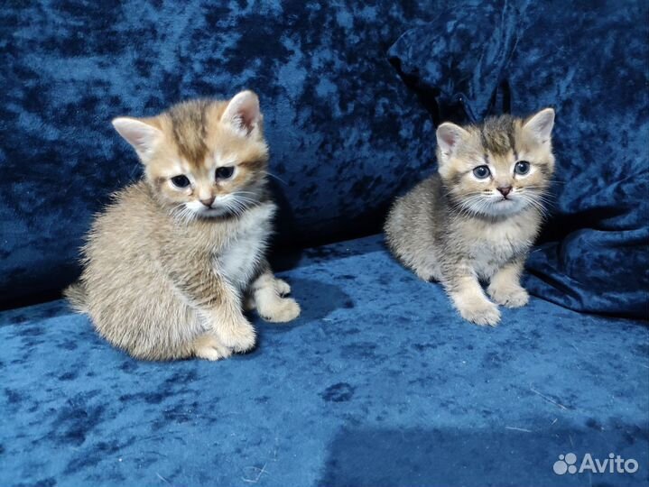 Британская кошка