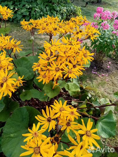 Бузульник, флокс, лилейник