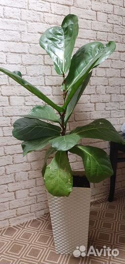 Фикус лирата колумнарис