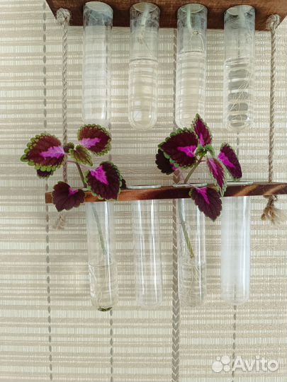 Черенки колеусов