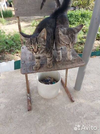 Котята в добрые руки мальчики