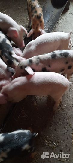 Поросята