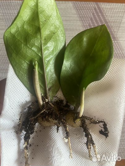 Замиокулькас