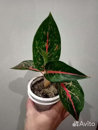Аглаонема Paradise Red
