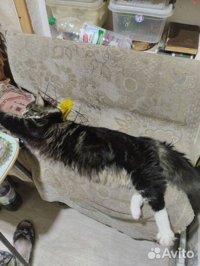 Мэйн кун вязка