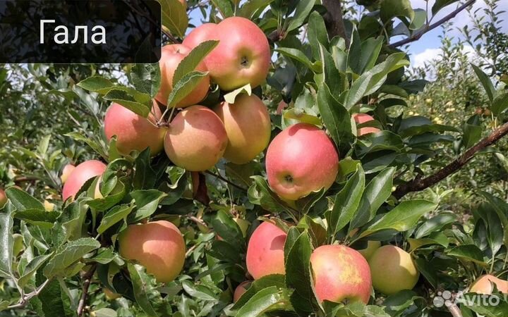 Саженцы яблонь