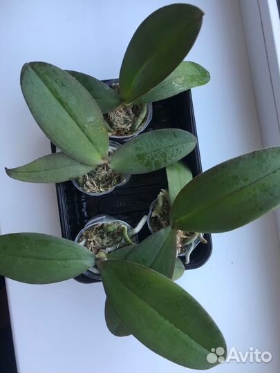 Орхидея P. Popcorn