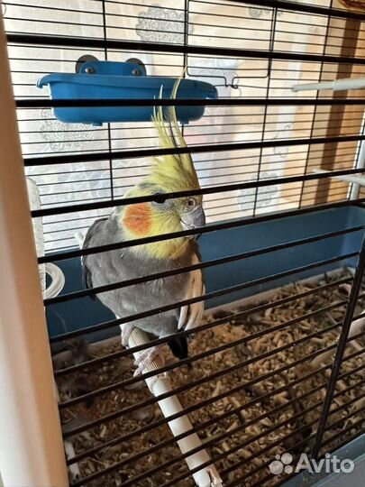 Попугай корелла с клеткой