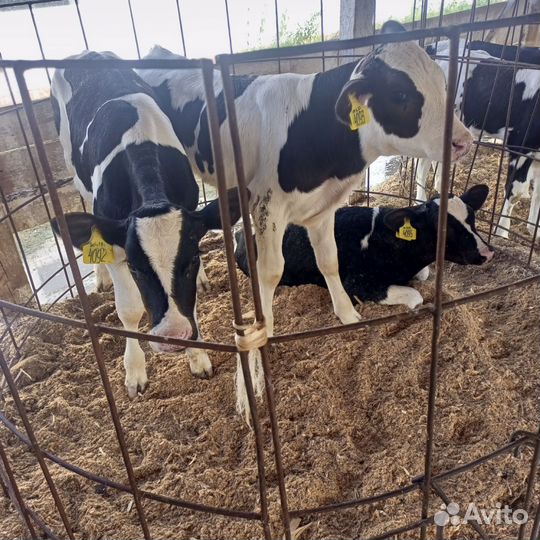 Телята с доставкой на дом