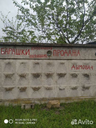 Овцы ягнята