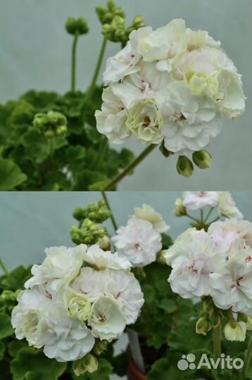 Пеларгонии сортовые