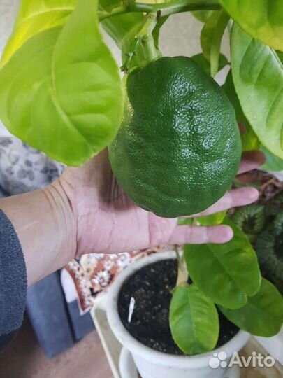 Лимон, кум-кват и мандарин плодоносящий