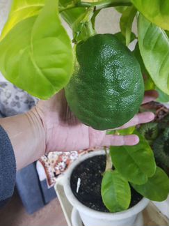 Лимон, кум-кват и мандарин плодоносящий