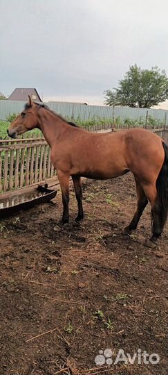 Продам лошадь