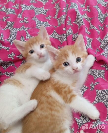 Котята, мальчики
