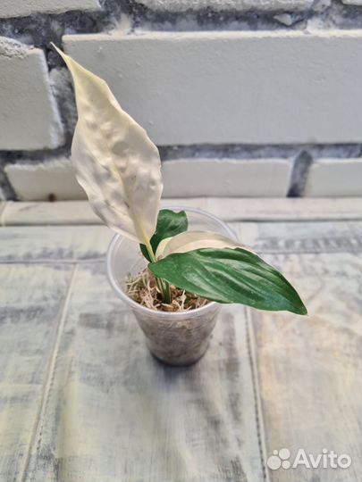 Спатифиллум пикассо