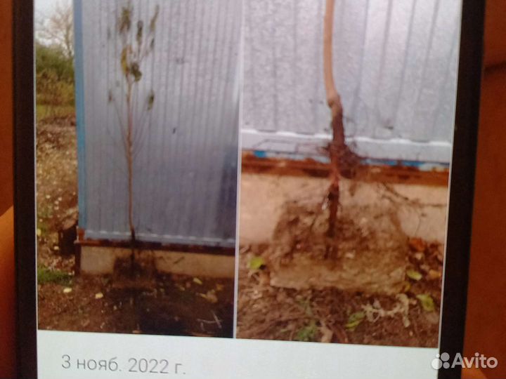 Продам саженцы абрикоса'персика'