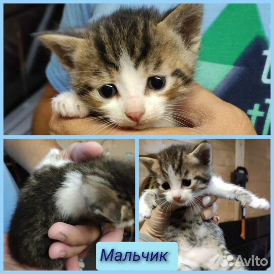 Кошка в дар бесплатно